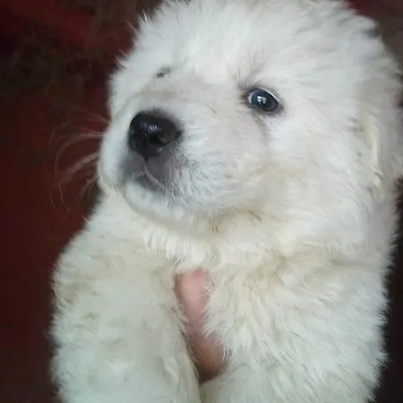 La Fattoria Di Morgana *