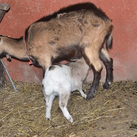 Gospodarstwo agroturystyczne La Fattoria Di Morgana *