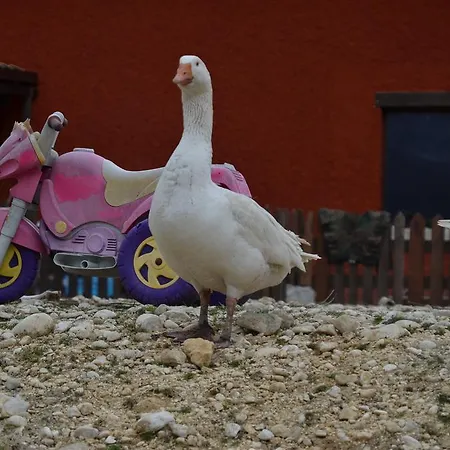 ファームステイ La Fattoria Di Morgana オーピ