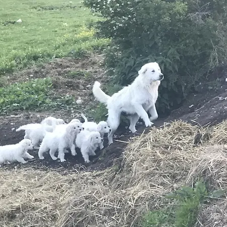 La Fattoria Di Morgana ファームステイ