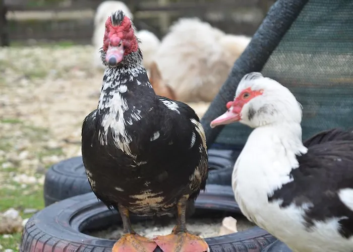 La Fattoria Di Morgana *