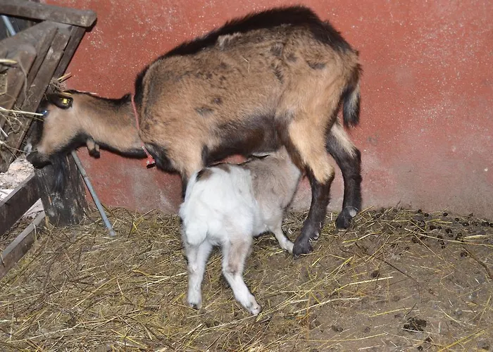 Farma La Fattoria Di Morgana *