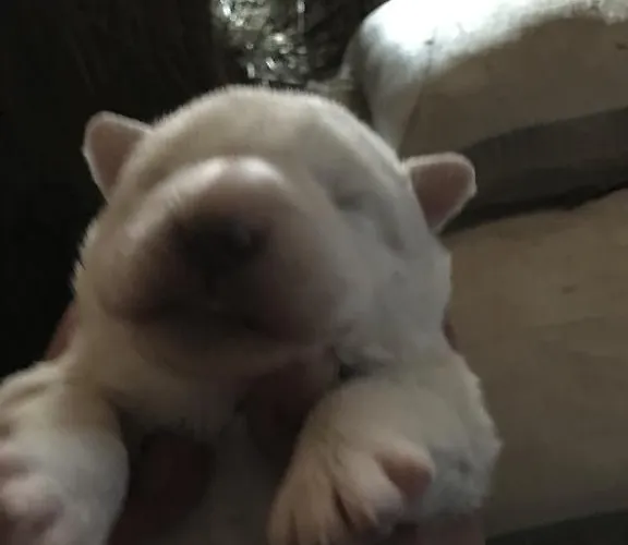 La Fattoria Di Morgana Feriegård Opi