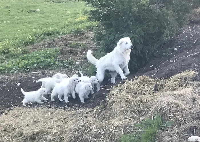 La Fattoria Di Morgana Feriegård